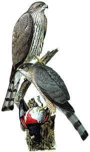 Accipiter striatus