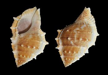 Concha de Bufonaria perelegans, um caracol marinho do oceano Pacífico. Este exemplar tem 83 mm de comprimento. (definição 5 200 × 3 600)