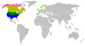 Phân bố ngỗng Canada, bao gồm các quần thể bản địa (tông đậm) và du nhập (tông nhạt) mùa hè: vàng quanh năm: xanh lá cây trú đông: xanh biển ngỗng Cackling mùa hè: hồng