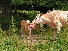 Una vaca i un badell llepant un bloc de sal, Kent, Anglaterra