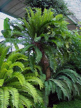 A legidősebb európai Encephalartos altensteinii példány
