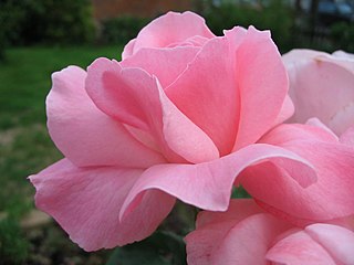 У већини европских језика, ружичаста се назива rose или роза, по цвету руже.