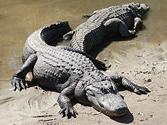 Ameerika alligaatorid