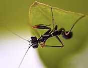 Young mantis Odontomantis pulchra is an ant mimic, unlike the cryptic adult.