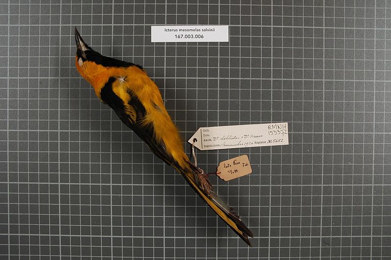 File:Naturalis Biodiversity Center - RMNH.AVES.153372 1 - Icterus mesomelas salvinii Cassin, 1867 - Icteridae - bird skin specimen.jpeg