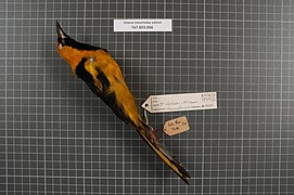 Naturalis Biodiversity Center - RMNH.AVES.153372 1 - Icterus mesomelas salvinii Cassin, 1867 - Icteridae - bird skin specimen.jpeg