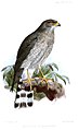 English: Ovambo Sparrowhawk Accipiter ovampensis (cat.)