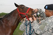 Egy fiatalember az Amerikai Egyesült Államok egyenruhájában vizsgálja egy pej (sötétbarna) ló fogait, miközben egy részben elhomályosított másik egyenruhás a lovat fogja. A háttérben néhány más ember látható.