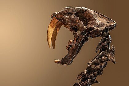 Lebka zástupce smilodona, vyhynulého rodu kočkovitých šelem označovaných za „šavlozubé tygry“