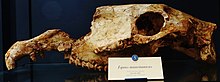 A fossil skull of Equus mauritanicu