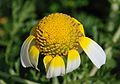 23. Krizantém (Chrysanthemum coronarium) virága (javítás)/(csere)