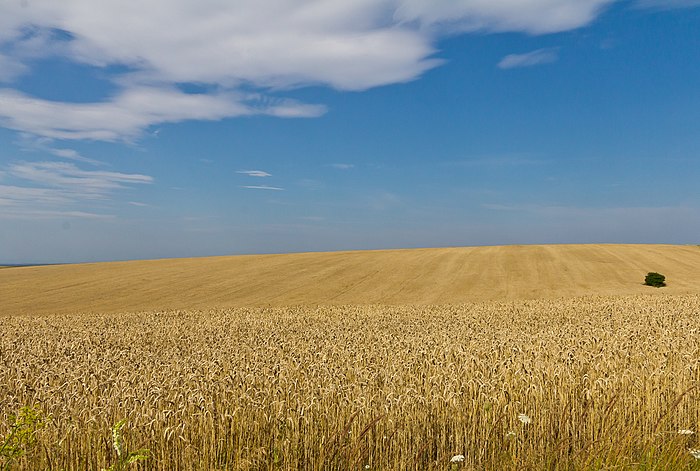 Blauer Himmel über gelbem Weizenfeld in der Ukraine