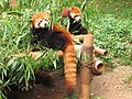Red Pandas / Pandas rojos