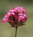 (Dianthus calocephalus)
