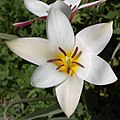 12. Tulipán (Tulipa clusiana) (javítás)/(csere)