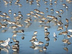 Photographie de marais salants et d'oiseaux de marais en période hivernale