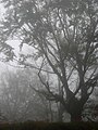 Магла у буковој шуми - на путу ка Медведничком платну 2