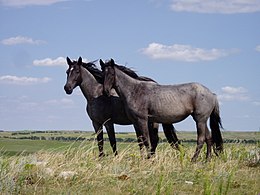 Két fiatal nokota fajtájú ló