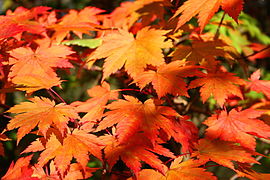 در فصل پاییز با کاهش کلروفیل کاروتنوئیدها، موجب تغییر رنگ برگ درختان می‌شوند.