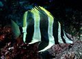 Lord Howe Island butterflyfish（Amphichaetodon属）