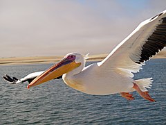 Розов пеликан (P. onocrotalus)