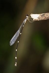 Protosticta gravelyi (പെൺതുമ്പി)