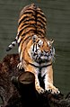 Hổ là động vật ăn thịt đầu bảng ở châu Á