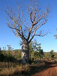 Boab in Timber Creek, NT