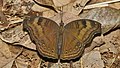 11. A tarkalepkefélék (Nymphalidae) családjába tartozó Junonia iphita (javítás)/(csere)