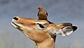 10 Red-billed oxpecker (Buphagus erythrorhynchus) on impala (Aepyceros melampus) uploaded by Charlesjsharp, nominated by Charlesjsharp