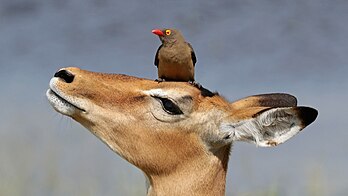 Pica-boi-de-bico-vermelho (Buphagus erythrorhynchus) empoleirado em uma impala (Aepyceros melampus) no Parque nacional de Chobe, Botsuana (definição 4 236 × 2 383)