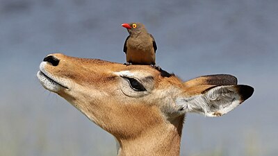 Red-billed oxpecker on an impala in Chobe.