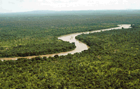Tropický deštný les v západní Africe
