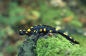 Tulisalamanteri (Salamandra salamandra)