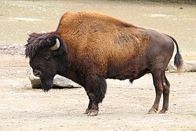 Bisonte-das-florestas (Bison bison athabascae)