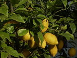 Zitronenbaum (Citrus × limon) in Griechenland
