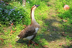 Kitajska gos izvira iz azijske labodje gosi (Anser cygnoides). Pticam pripada trinomialno znanstveno ime A. cygnoides domesticus.