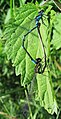 Fledermaus-Azurjungfer (Coenagrion pulchellum)