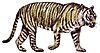 Panthera tigris sondaica