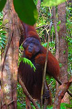 Male orangutan (Pongo pygmaeus) at Camp Leakey rehabilitation center