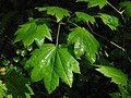 Acer circinatum (Vine Maple) leaves showing the palmate veining typical of most species