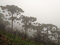 霧に包まれるナンヨウスギ属の群落