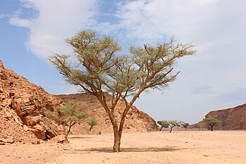 شجرة سنط سيال في نويبع، جنوب سيناء، مصر