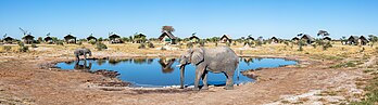 Elefantes-da-savana (Loxodonta africana), Elephant Sands, Botsuana. É o maior animal terrestre vivo, com machos atingindo uma altura de ombro de até 3,96 m e uma massa corporal de até 10,4 toneladas. Distribui-se por 37 países africanos e habita florestas, pastagens e bosques, zonas úmidas e terras agrícolas. Desde 2021, está listado como “Em Perigo” na Lista Vermelha da IUCN, considerado como estando a sofrer um risco muito elevado de extinção na natureza. É ameaçado principalmente pela destruição do habitat e, em partes de sua distribuição, também pela caça ilegal da carne e do marfim. (definição 17 250 × 4 784)