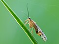 4. Panorpa cognata – skorpiólégy, egy ártalmatlan rovar (javítás)/(csere)