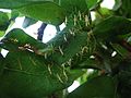 Larva belalang sentadu berpaut di daun (Israel)