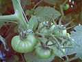 Tomate Bunkerfrucht / cluster with one oversized fuit