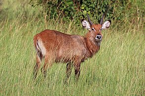 Juvenile male K. e. defassa Queen Elizabeth National Park, Uganda