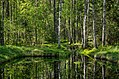 30. Nyírfaerdő a Mustoja Natúrparkban (Põlva megye, Észtország) (javítás)/(csere)