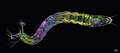 A larva of a non-biting midge under polarized light. Winner of the Microscopy images category 2021, Karl Gaff, Ireland